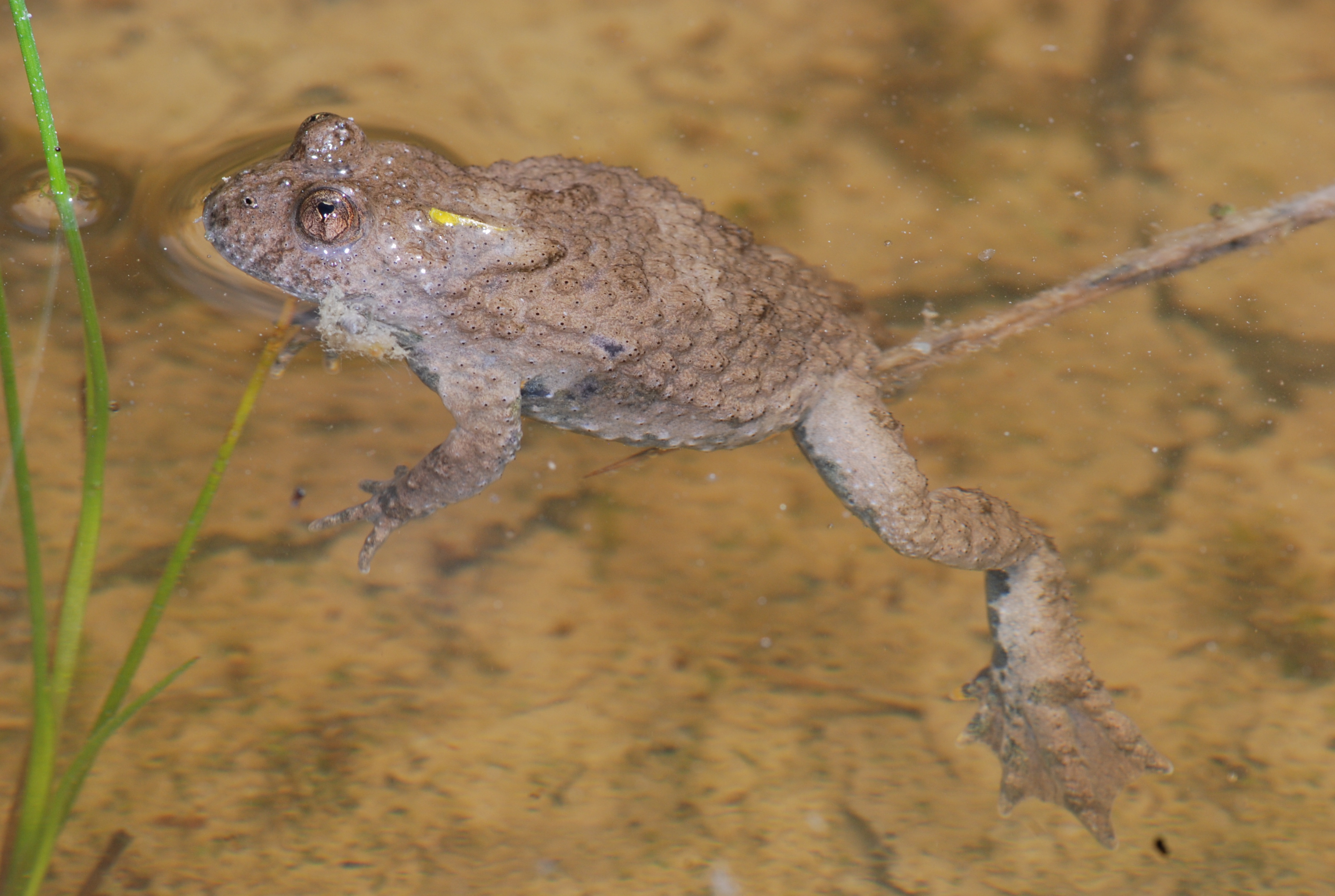 Bombina_variegata_Gleussner_28_05_2016_4.JPG