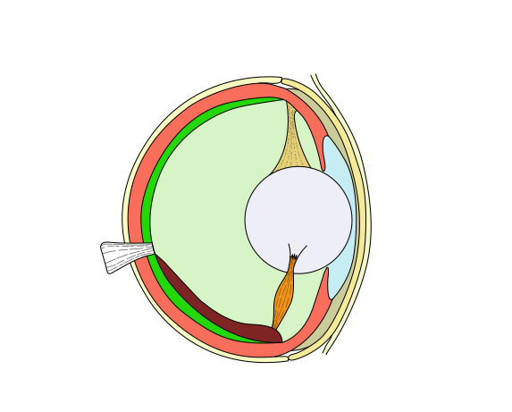 Bony_fish_eye_multilang.png