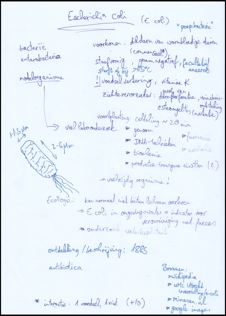 Microbio_vb_Ecoli_profiel.webp