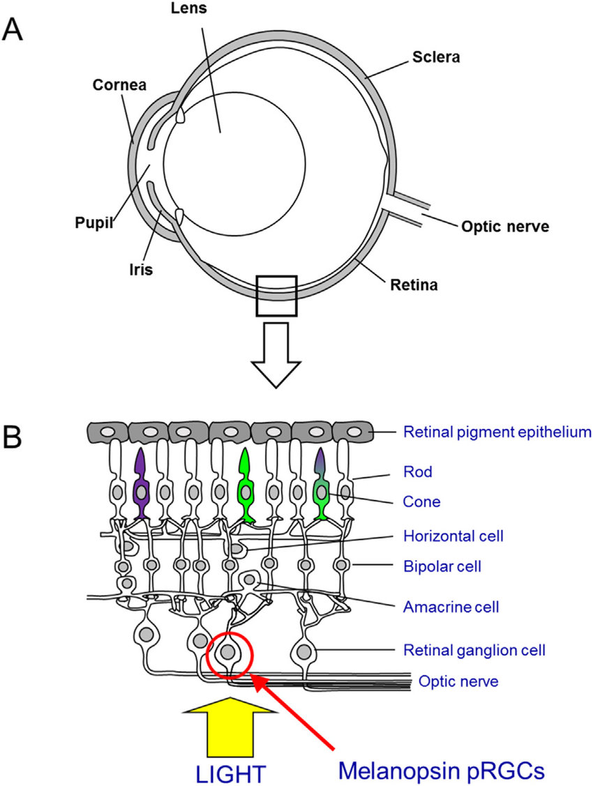 The-mouse-eye-and-retina.jpg