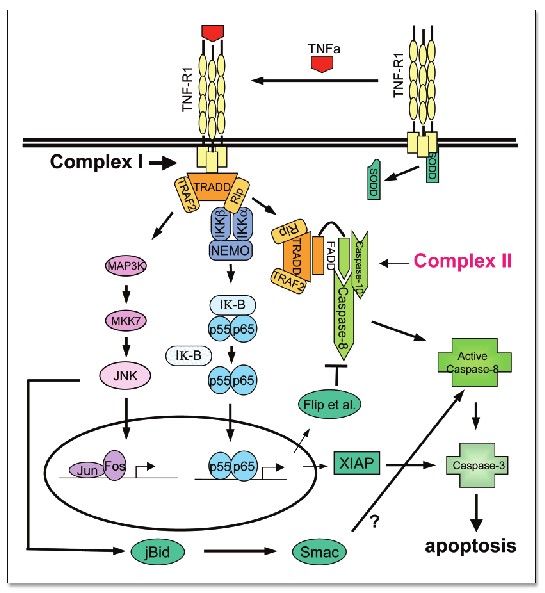 apoptosis_pathway.jpg