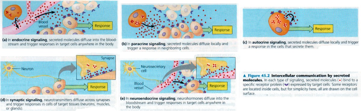 cell_signalling.jpg