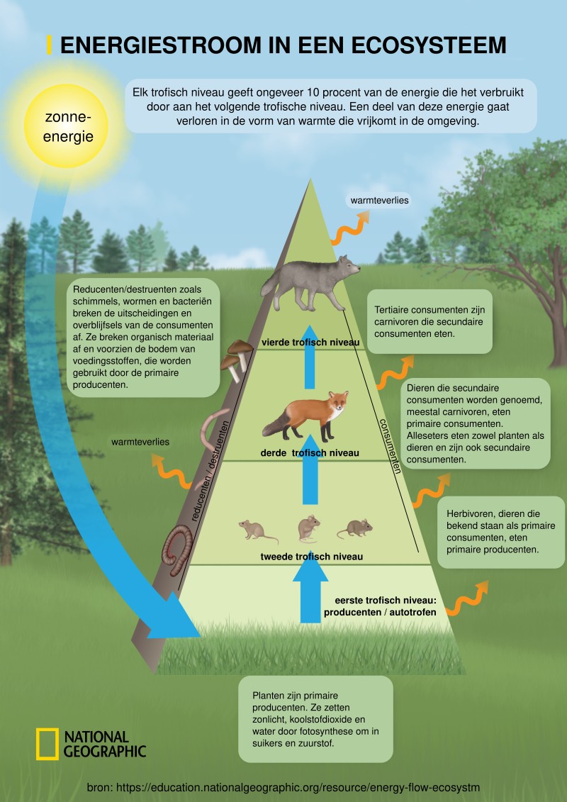 energiestroom_ecosysteem.jpg