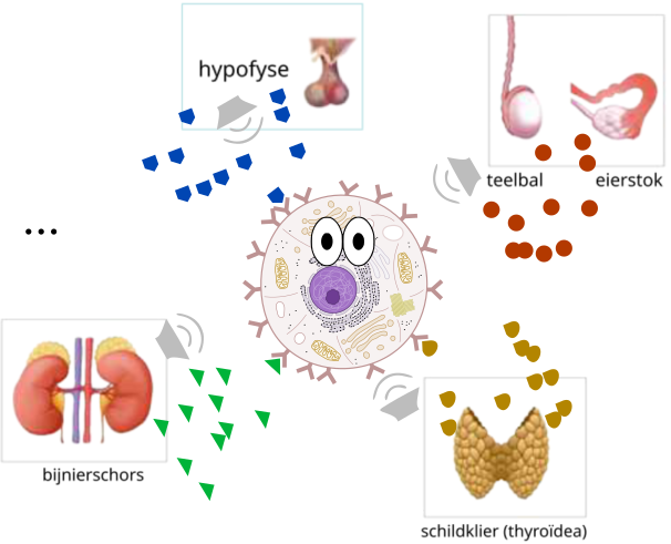 hormonen_cell.webp