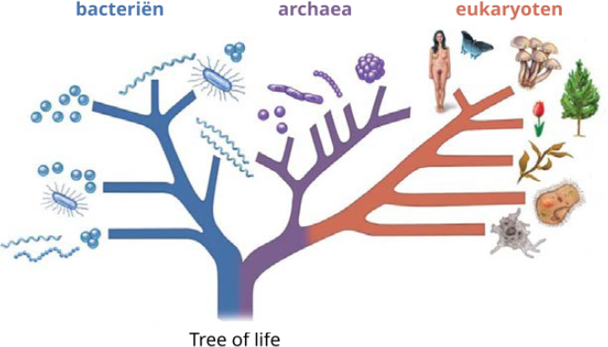 treeoflife.png